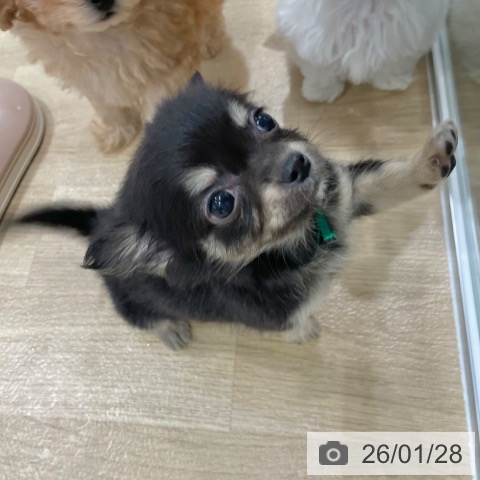 大阪府のチワワ(ロング) (ペットプラス イオン大日店/2025年11月28日生まれ/男の子/ブラックタン)の子犬の3枚目の画像