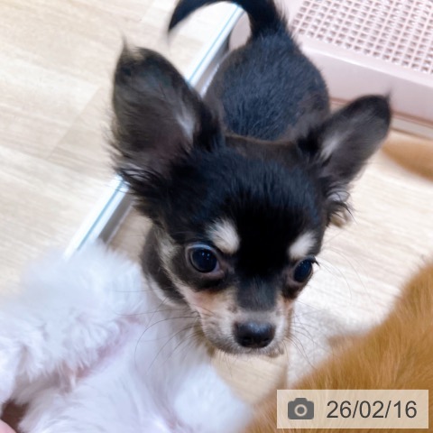 大阪府のチワワ(ロング) (ペットプラス イオン大日店/2025年11月28日生まれ/男の子/ブラックタン)の子犬の3枚目の画像