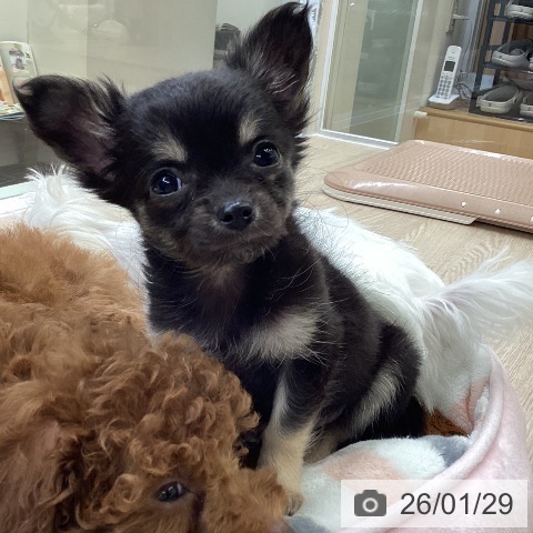 大阪府のチワワ(ロング) (ペットプラス ららぽーと和泉店/2025年11月28日生まれ/女の子/ブラックタン)の子犬の4枚目の画像