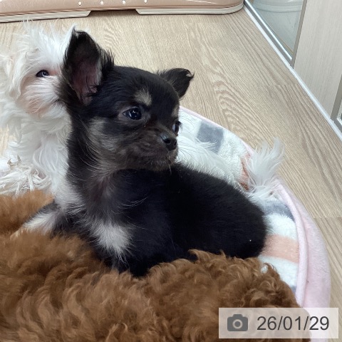 大阪府のチワワ(ロング) (ペットプラス ららぽーと和泉店/2025年11月28日生まれ/女の子/ブラックタン)の子犬の3枚目の画像