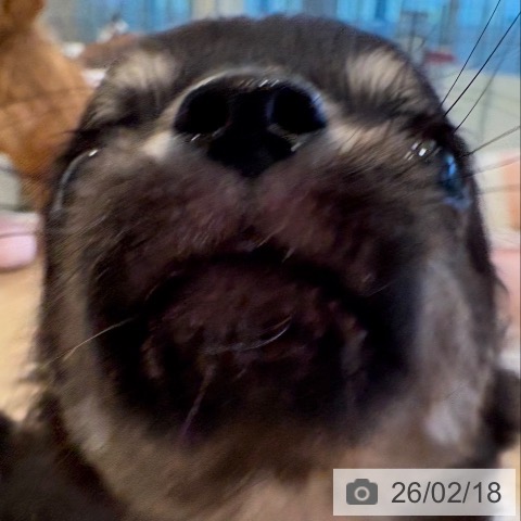 大阪府のチワワ(ロング) (ペットプラス 堺北花田店/2025年11月28日生まれ/女の子/ブラックタン)の子犬の3枚目の画像