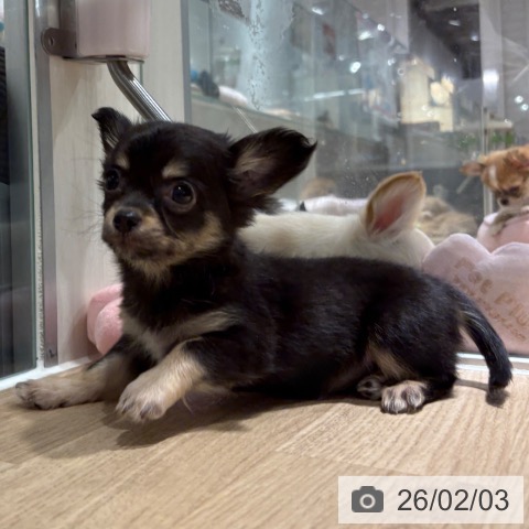 兵庫県のチワワ(ロング) (ペットプラス 神戸三宮店/2025年11月28日生まれ/女の子/ブラックタン)の子犬の3枚目の画像