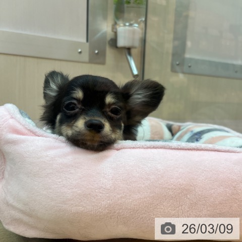 兵庫県のチワワ(ロング) (ペットプラス 姫路大津店/2025年11月28日生まれ/女の子/ブラックタン)の子犬の4枚目の画像