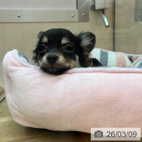 兵庫県のチワワ(ロング) (ペットプラス 姫路大津店/2025年11月28日生まれ/女の子/ブラックタン)の子犬の3枚目の画像