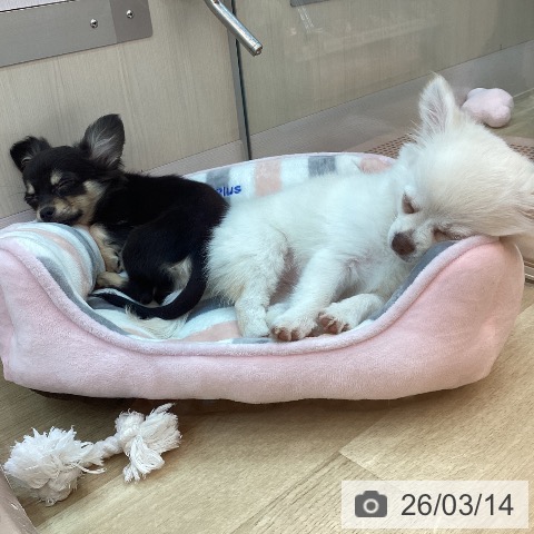 兵庫県のチワワ(ロング) (ペットプラス 姫路大津店/2025年11月28日生まれ/女の子/ブラックタン)の子犬の4枚目の画像