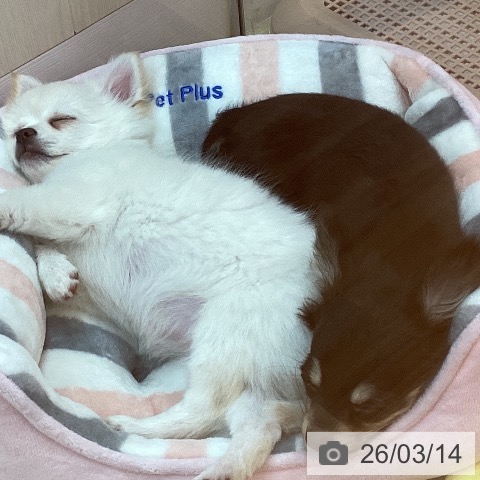 兵庫県のチワワ(ロング) (ペットプラス 姫路大津店/2025年11月28日生まれ/女の子/ブラックタン)の子犬の3枚目の画像