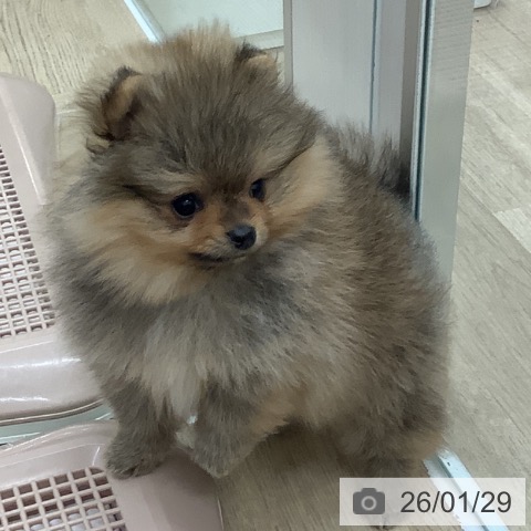 大阪府のポメラニアン (ペットプラス 鶴見店/2025年11月25日生まれ/女の子/オレンジ)の子犬の4枚目の画像