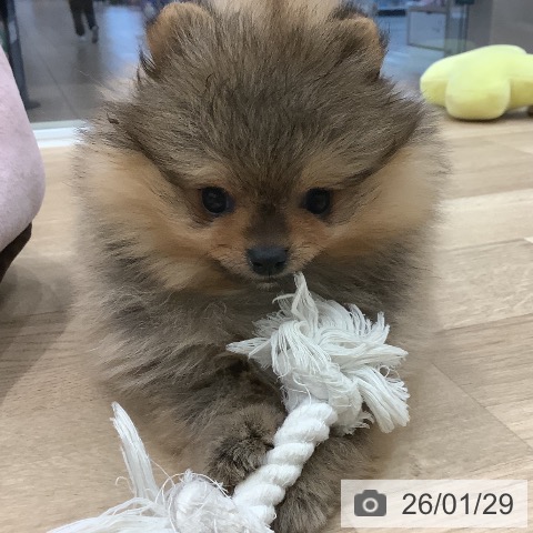 大阪府のポメラニアン (ペットプラス 鶴見店/2025年11月25日生まれ/女の子/オレンジ)の子犬の3枚目の画像