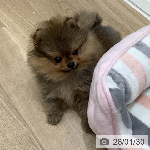 大阪府のポメラニアン (ペットプラス 鶴見店/2025年11月25日生まれ/女の子/オレンジ)の子犬の4枚目の画像