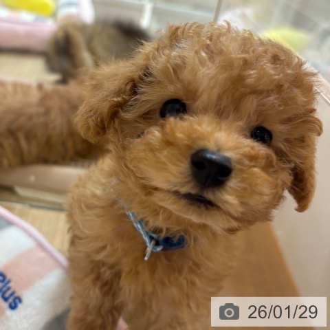 京都府のトイプードル(トイ) (ペットプラス イオンモールKYOTO店/2025年11月26日生まれ/男の子/オレンジフォーン)の子犬の4枚目の画像