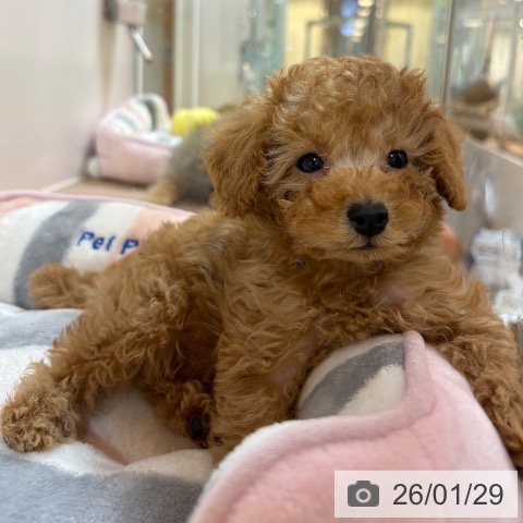 京都府のトイプードル(トイ) (ペットプラス イオンモールKYOTO店/2025年11月26日生まれ/男の子/オレンジフォーン)の子犬の3枚目の画像