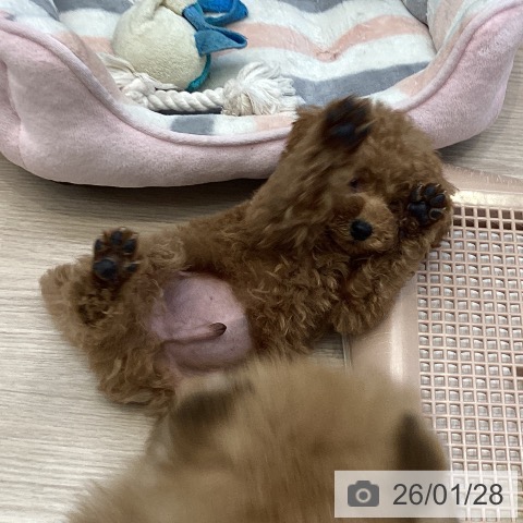 大阪府のトイプードル(トイ) (ペットプラス ららぽーと和泉店/2025年11月26日生まれ/男の子/レッドフォーン)の子犬の4枚目の画像