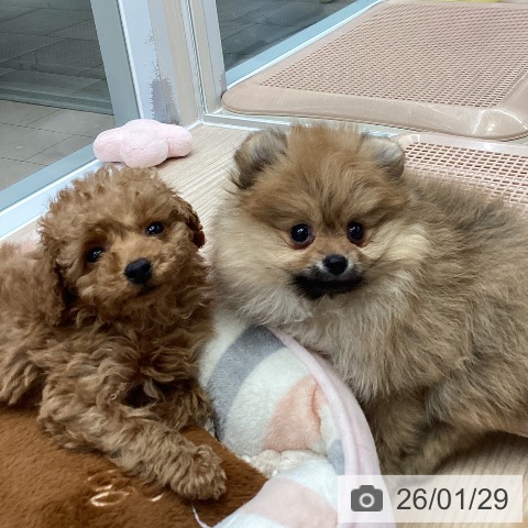 大阪府のトイプードル(トイ) (ペットプラス ららぽーと和泉店/2025年11月26日生まれ/男の子/レッドフォーン)の子犬の3枚目の画像