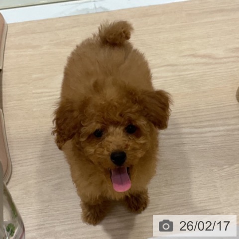 トイ・プードルの写真