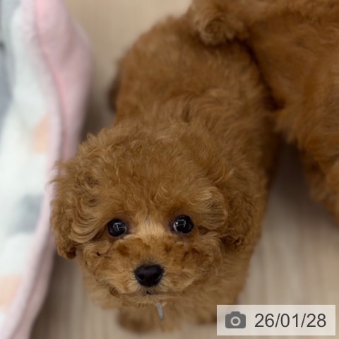 京都府のトイプードル(トイ) (ペットプラス 京都桂川店/2025年11月27日生まれ/女の子/レッドフォーン)の子犬の4枚目の画像