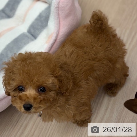 京都府のトイプードル(トイ) (ペットプラス 京都桂川店/2025年11月27日生まれ/女の子/レッドフォーン)の子犬の3枚目の画像