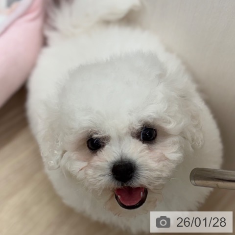 京都府のビションフリーゼ (ペットプラス 京都桂川店/2025年11月22日生まれ/男の子/ホワイト)の子犬の3枚目の画像