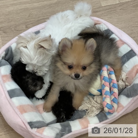 大阪府のポメラニアン (ペットプラス 大阪ドームシティ店/2025年11月24日生まれ/男の子/クリームセーブル)の子犬の4枚目の画像