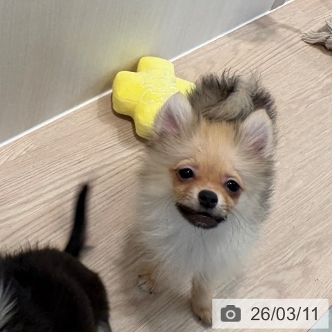 和歌山県のポメラニアン (ペットプラス 和歌山店/2025年11月24日生まれ/男の子/クリームセーブル)の子犬の4枚目の画像