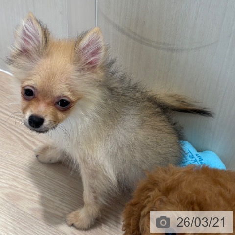 和歌山県のポメラニアン (ペットプラス 和歌山店/2025年11月24日生まれ/男の子/クリームセーブル)の子犬の4枚目の画像