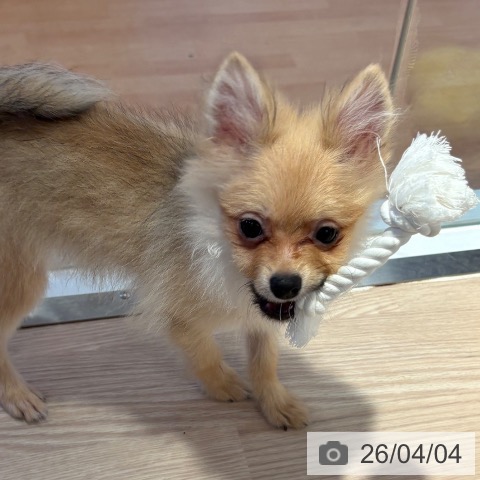 和歌山県のポメラニアン (ペットプラス 和歌山店/2025年11月24日生まれ/男の子/クリームセーブル)の子犬の4枚目の画像