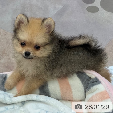 大阪府のポメラニアン (ペットプラス 大阪ドームシティ店/2025年11月24日生まれ/男の子/クリームセーブル)の子犬の3枚目の画像