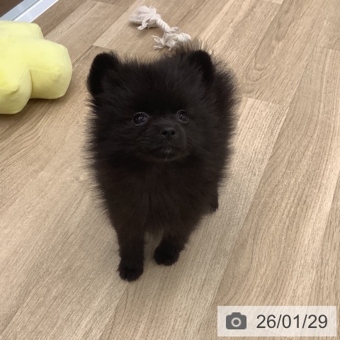 大阪府のポメラニアン (ペットプラス りんくう泉南店/2025年11月24日生まれ/女の子/ブラック)の子犬の4枚目の画像