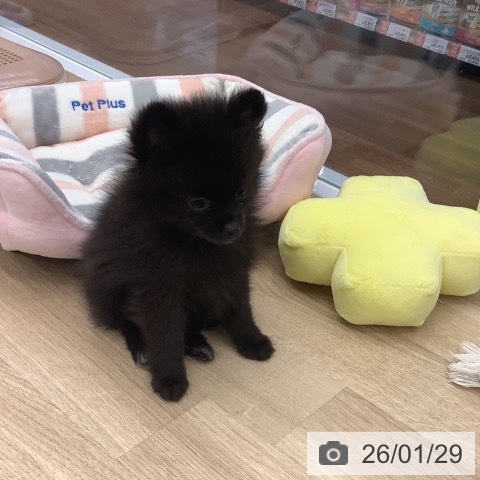 大阪府のポメラニアン (ペットプラス りんくう泉南店/2025年11月24日生まれ/女の子/ブラック)の子犬の3枚目の画像