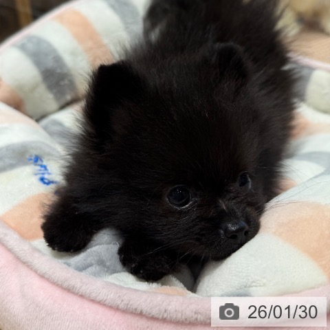 大阪府のポメラニアン (ペットプラス 四條畷店/2025年11月24日生まれ/女の子/ブラック)の子犬の4枚目の画像