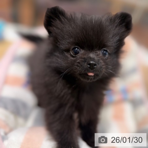大阪府のポメラニアン (ペットプラス 四條畷店/2025年11月24日生まれ/女の子/ブラック)の子犬の3枚目の画像