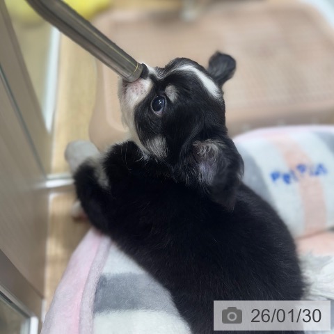 大阪府のチワワ(ロング) (ペットプラス 四條畷店/2025年11月29日生まれ/男の子/ブラックホワイトタン)の子犬の4枚目の画像