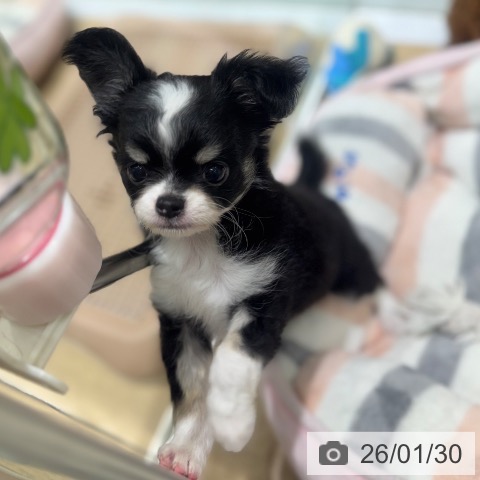 大阪府のチワワ(ロング) (ペットプラス 四條畷店/2025年11月29日生まれ/男の子/ブラックホワイトタン)の子犬の3枚目の画像