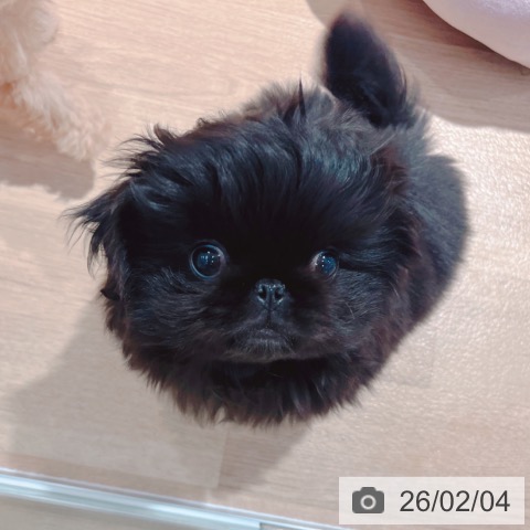 ペキニーズの写真