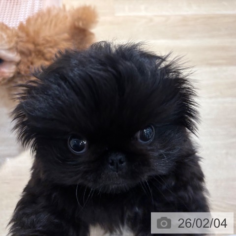 ペキニーズの写真