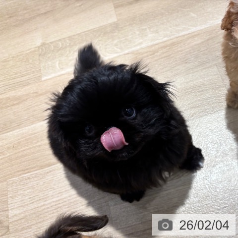 ペキニーズの写真