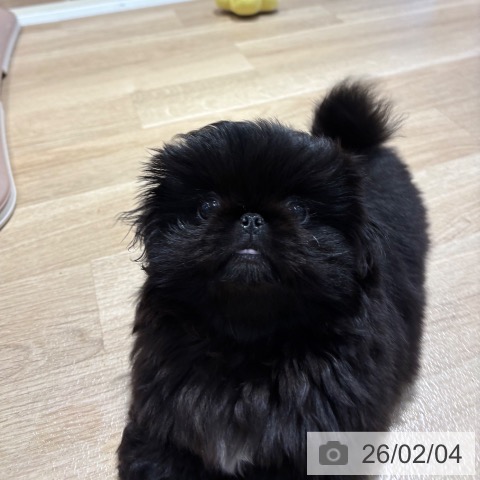 ペキニーズの写真