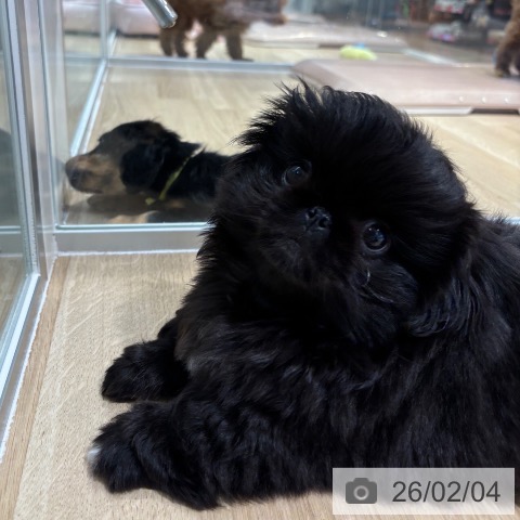 ペキニーズの写真