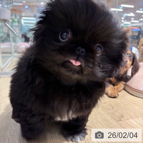 ペキニーズの写真