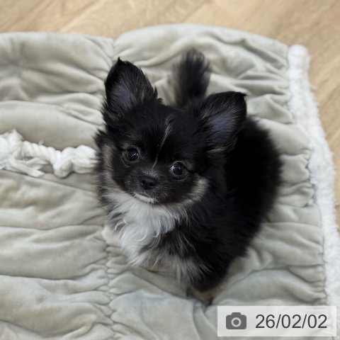 京都府のチワワ(ロング) (ペットプラス 久御山店/2025年11月28日生まれ/女の子/ブラックタンホワイト)の子犬の4枚目の画像
