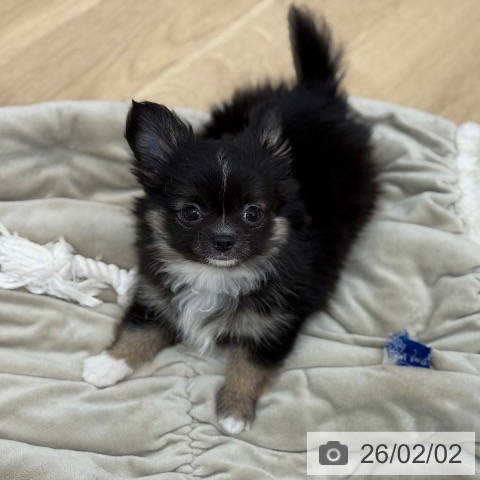 京都府のチワワ(ロング) (ペットプラス 久御山店/2025年11月28日生まれ/女の子/ブラックタンホワイト)の子犬の3枚目の画像