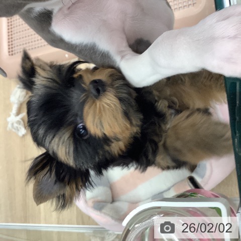 大阪府のヨークシャーテリア (ペットプラス りんくう泉南店/2025年11月15日生まれ/男の子/ダークスチールブルータン)の子犬の4枚目の画像