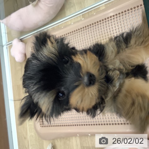 大阪府のヨークシャーテリア (ペットプラス りんくう泉南店/2025年11月15日生まれ/男の子/ダークスチールブルータン)の子犬の3枚目の画像