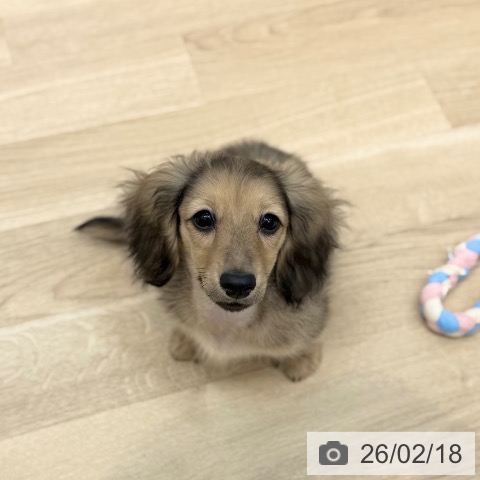 ミニチュア・ダックスフンドの写真