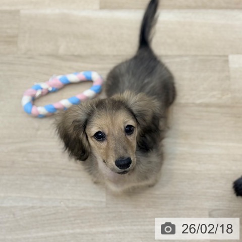 ミニチュア・ダックスフンドの写真