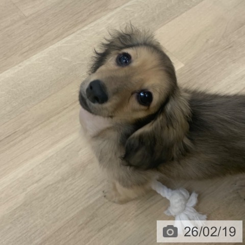 ミニチュア・ダックスフンドの写真