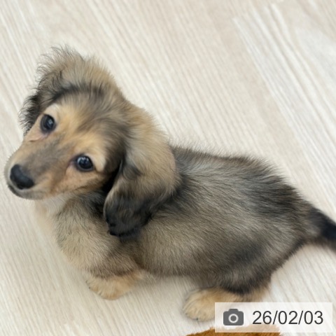 京都府のミニチュアダックスフンド(ロング) (ペットプラス 京都桂川店/2025年11月26日生まれ/男の子/シェーデットイエロー)の子犬の4枚目の画像