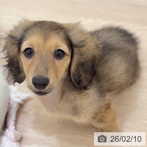 京都府のミニチュアダックスフンド(ロング) (ペットプラス 京都桂川店/2025年11月26日生まれ/男の子/シェーデットイエロー)の子犬の3枚目の画像