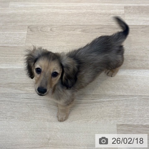 ミニチュア・ダックスフンドの写真