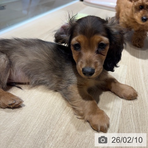 兵庫県のミニチュアダックスフンド(ロング) (ペットプラス 神戸三宮店/2025年11月29日生まれ/男の子/シェーデットレッド)の子犬の4枚目の画像