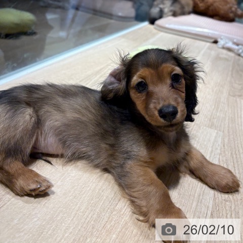 兵庫県のミニチュアダックスフンド(ロング) (ペットプラス 神戸三宮店/2025年11月29日生まれ/男の子/シェーデットレッド)の子犬の3枚目の画像